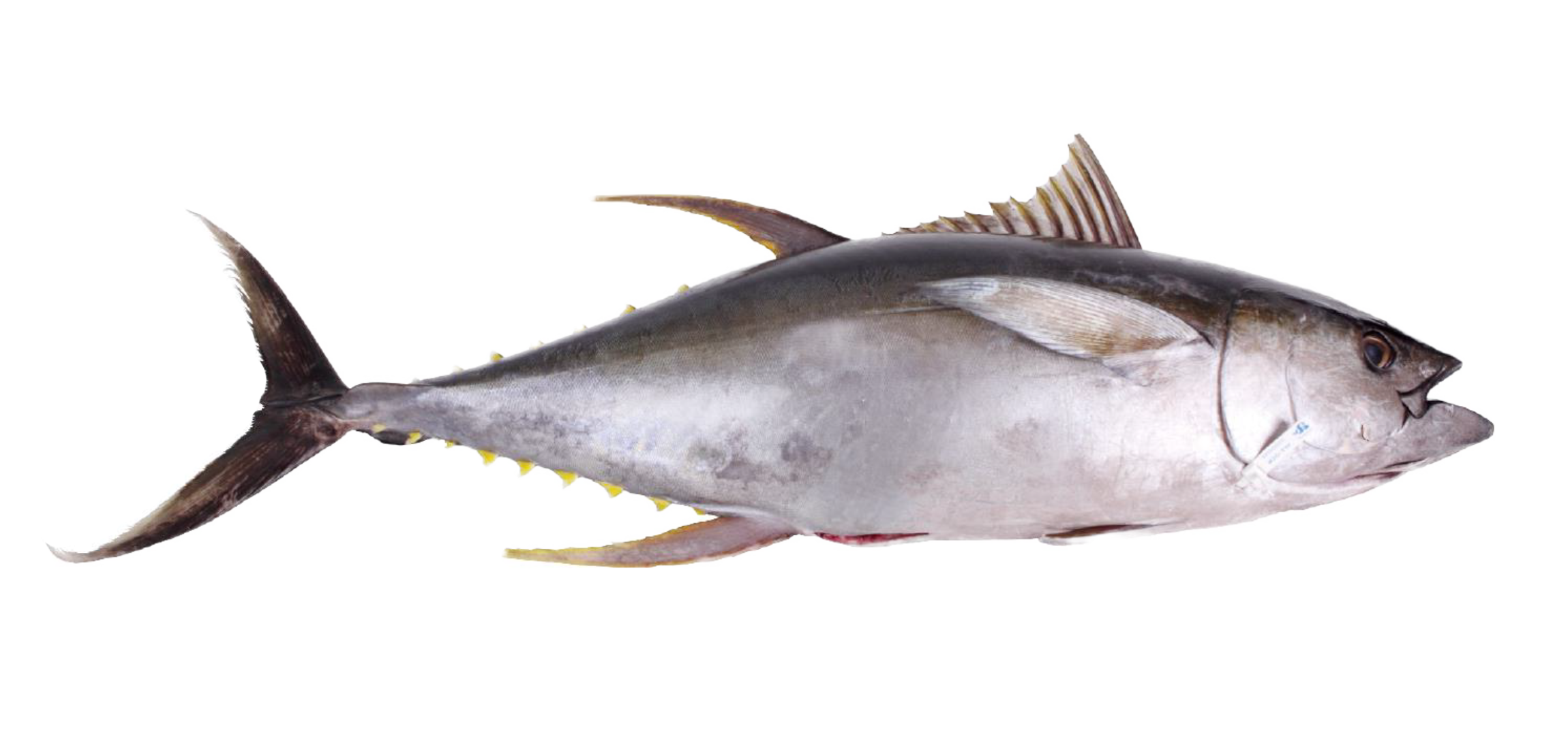 Yellowfin Tuna Ahi Tuna Seacore Seafood Products